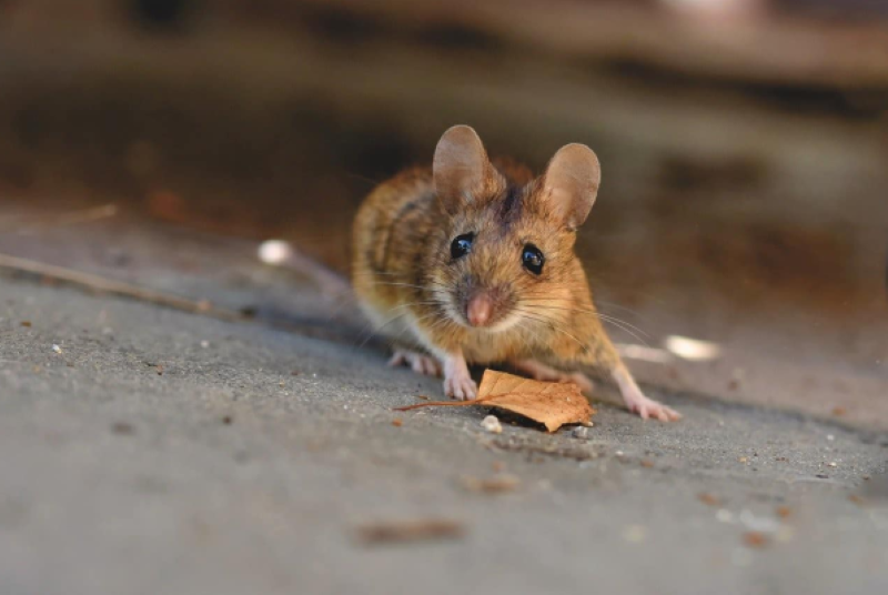 Nằm mơ thấy chuột nên đánh con gì để dễ trúng nhất?